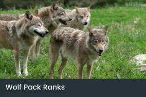 misfit wolves ranks